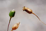 Oneflower stitchwort